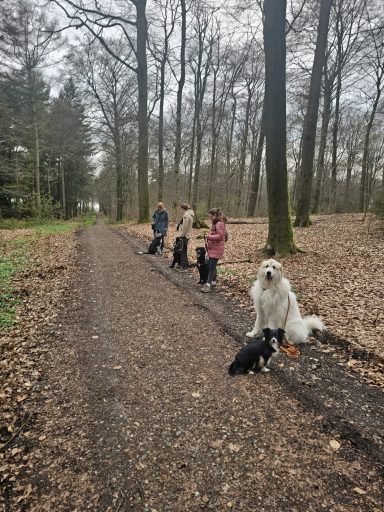 Leinenführung üben beim Social Walk in Sonsbeck.