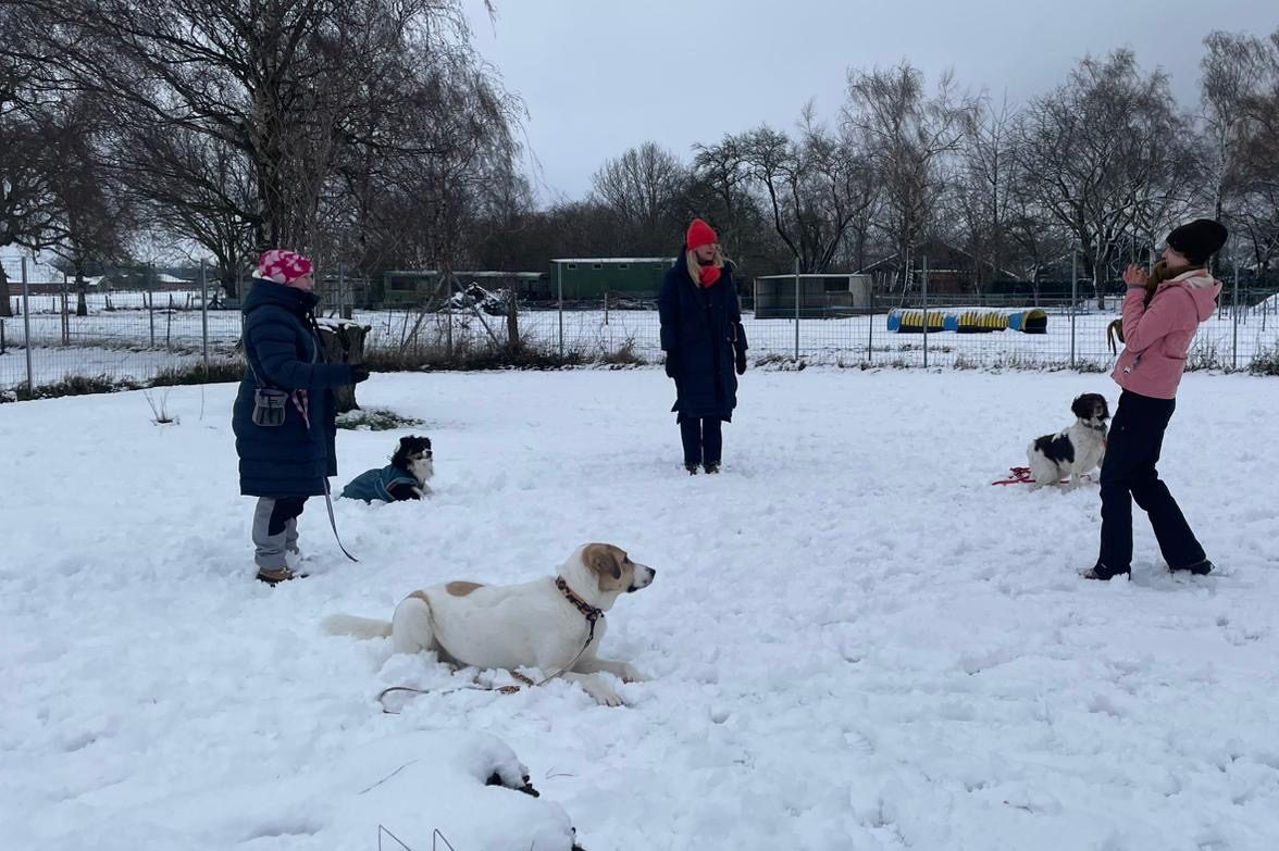 Gruppenkurs der Hundeschule RaNa Dogs in Sonsbeck