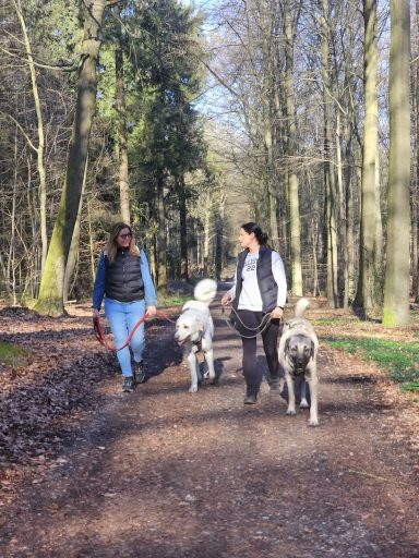 Entspannt zusammen spazieren gehen beim Social Walk mit der Hundeschule in Sonsbeck.