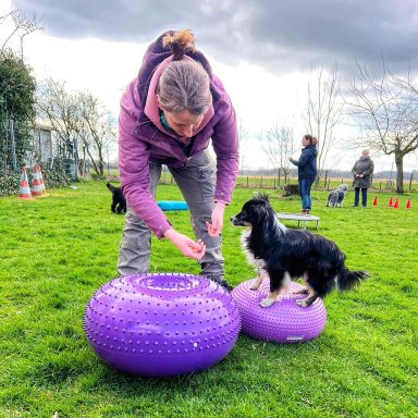 Balance-Übungen in der Hundeschule in Sonsbeck