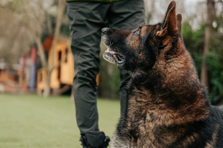 Abrufkurs und Leinenführung: Intensivkurse bei der Hundeschule RaNa Dogs in Sonsbeck