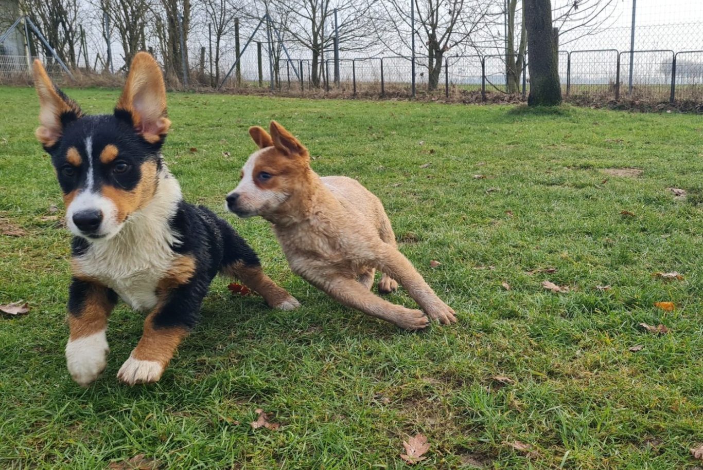 Welpenstunde in der Hundeschule RaNa Dogs in Sonsbeck