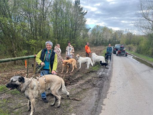 Beim Social Walk muss man auch mal Gegenverkehr durchlassen - Hundetraining in Sonsbeck und Rheinberg.