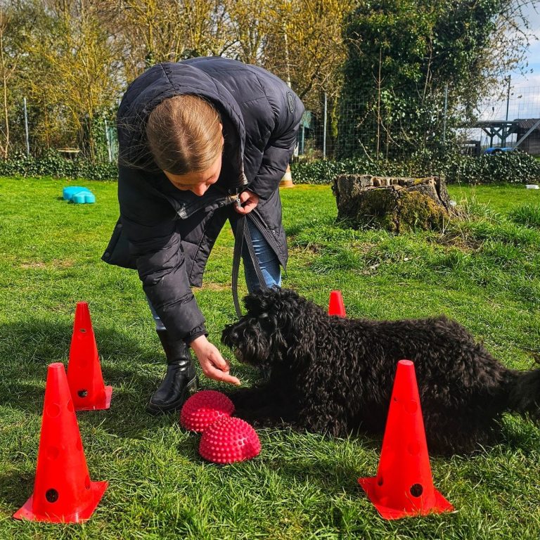 Balance, Konzentration und Ruhe üben: Hundeschule RaNa Dogs in Sonsbeck