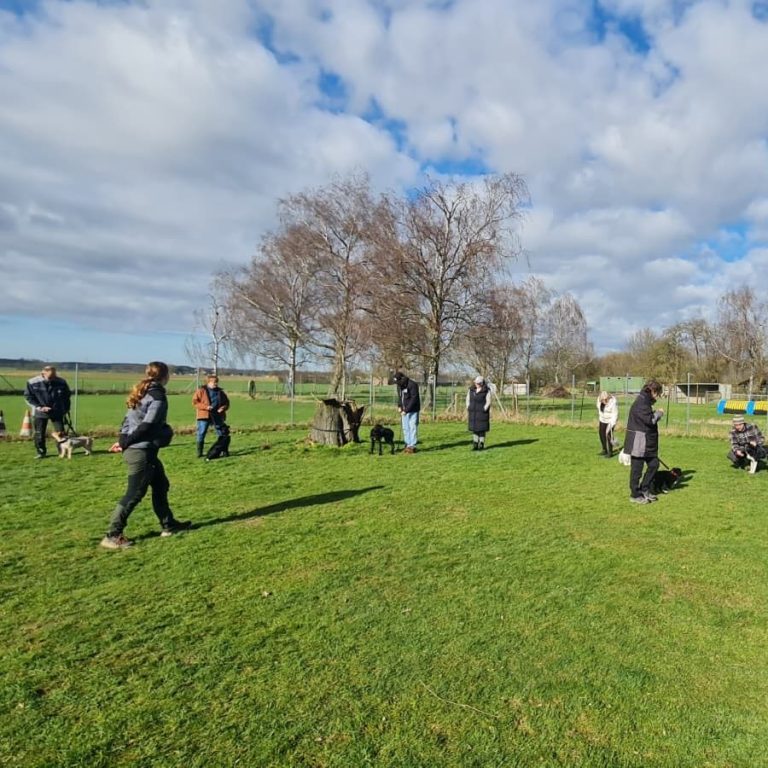Grundsignale lernen: Welpenkurse in Sonsbeck