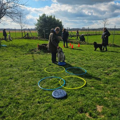Spaß beim Beschäftigungskurs in der Hundeschule in Sonsbeck