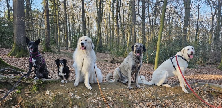 Regelmäßige Social Walks in Sonsbeck Kleine Übungen beim Social Walk mit der Hundeschule RaNa Dogs in Sonsbeck
