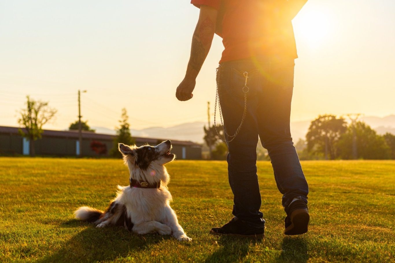 Individuelles Einzeltraining in der Hundeschule RaNa Dogs in Sonsbeck.