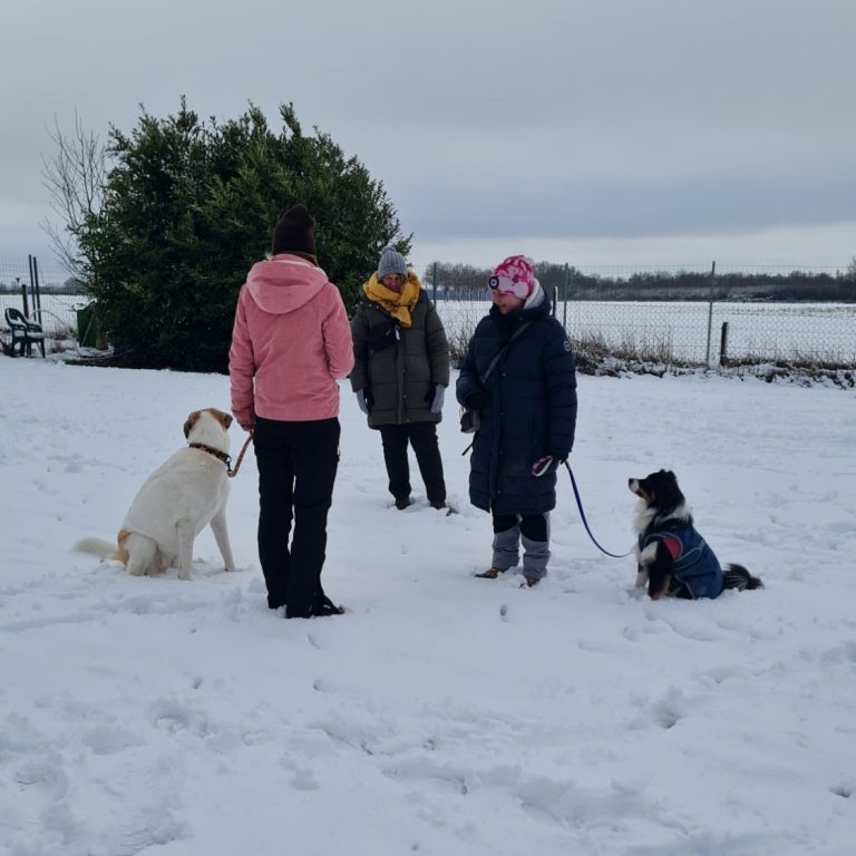 Basic-Kurs und Pro-Kurs - Grunderziehung: Hundetraining in Sonsbeck Gruppentraining in der Hundeschule in Sonsbeck