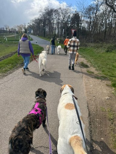Straßen überqueren - beim Social Walk mit der Hundeschule in Sonsbeck.