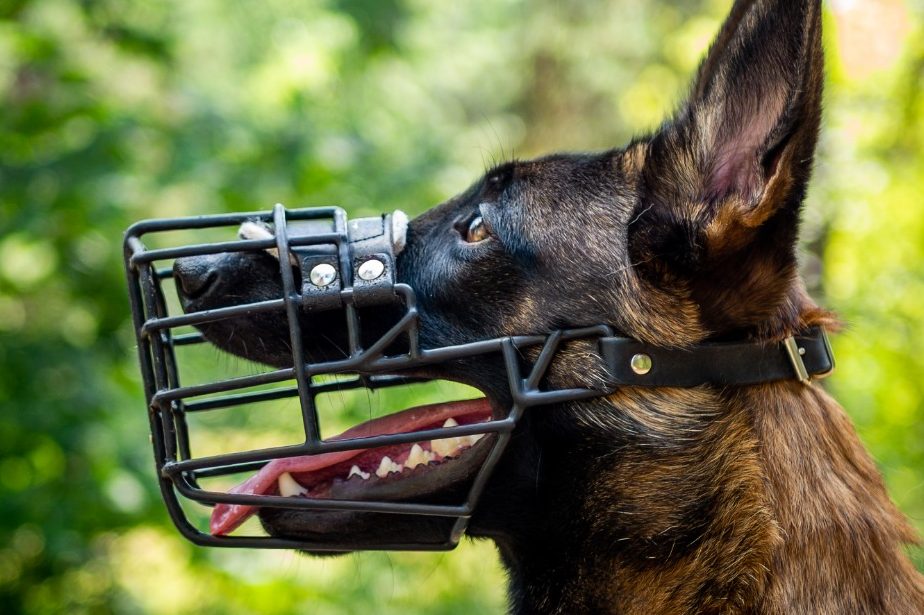 Maulkorbberatung am Niederrhein in Rheinberg und Sonsbeck bei der Hundeschule RaNa Dogs.