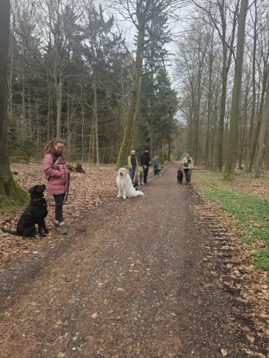 Trainingseinheit beim Social Walk der Hundeschule in Sonsbeck.