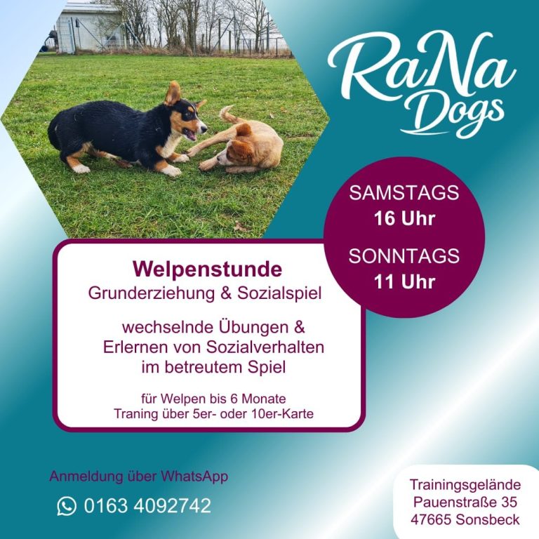 Welpenstunde in der Hundeschule in Sonsbeck
