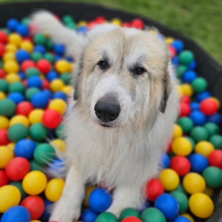 Beschäftigungskurse in unserer Hundeschule in Sonsbeck