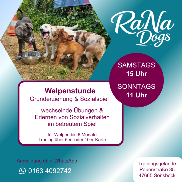 Welpenstunde in der Hundeschule in Sonsbeck