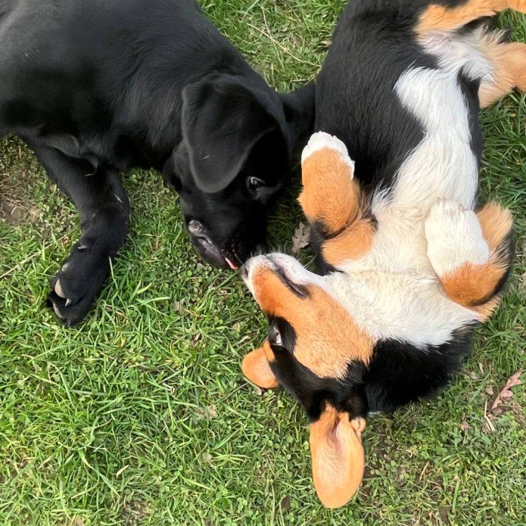 Sozialspiel in der Welpenstunde in Sonsbeck